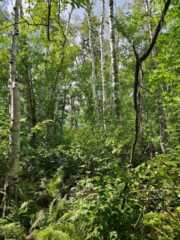 _ __birch Circle Drive NW Baudette MN 56623
