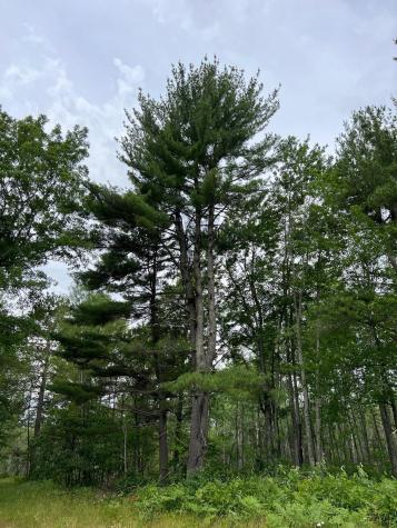 W37XX Frog Creek Road Minong WI 54859