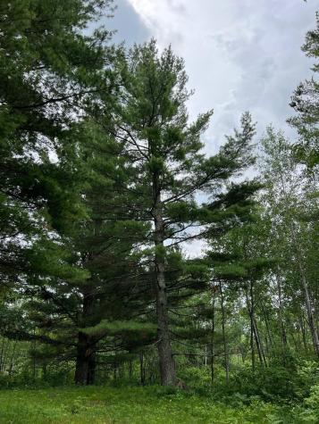 W37XX Frog Creek Road Minong WI 54859