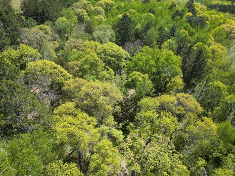 Tbd County 2 Nevis MN 56467