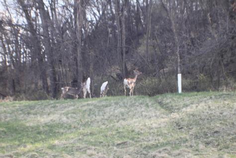 Xxxxc Kings Park Road NW Oronoco Twp MN 55960
