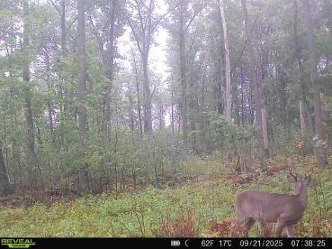 Xxx Fleming Logging Road Hinckley MN 55037