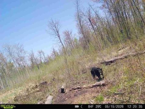 Xxx Fleming Logging Road Hinckley MN 55037