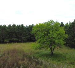 49936 County Highway 54 New York Mills MN 56567