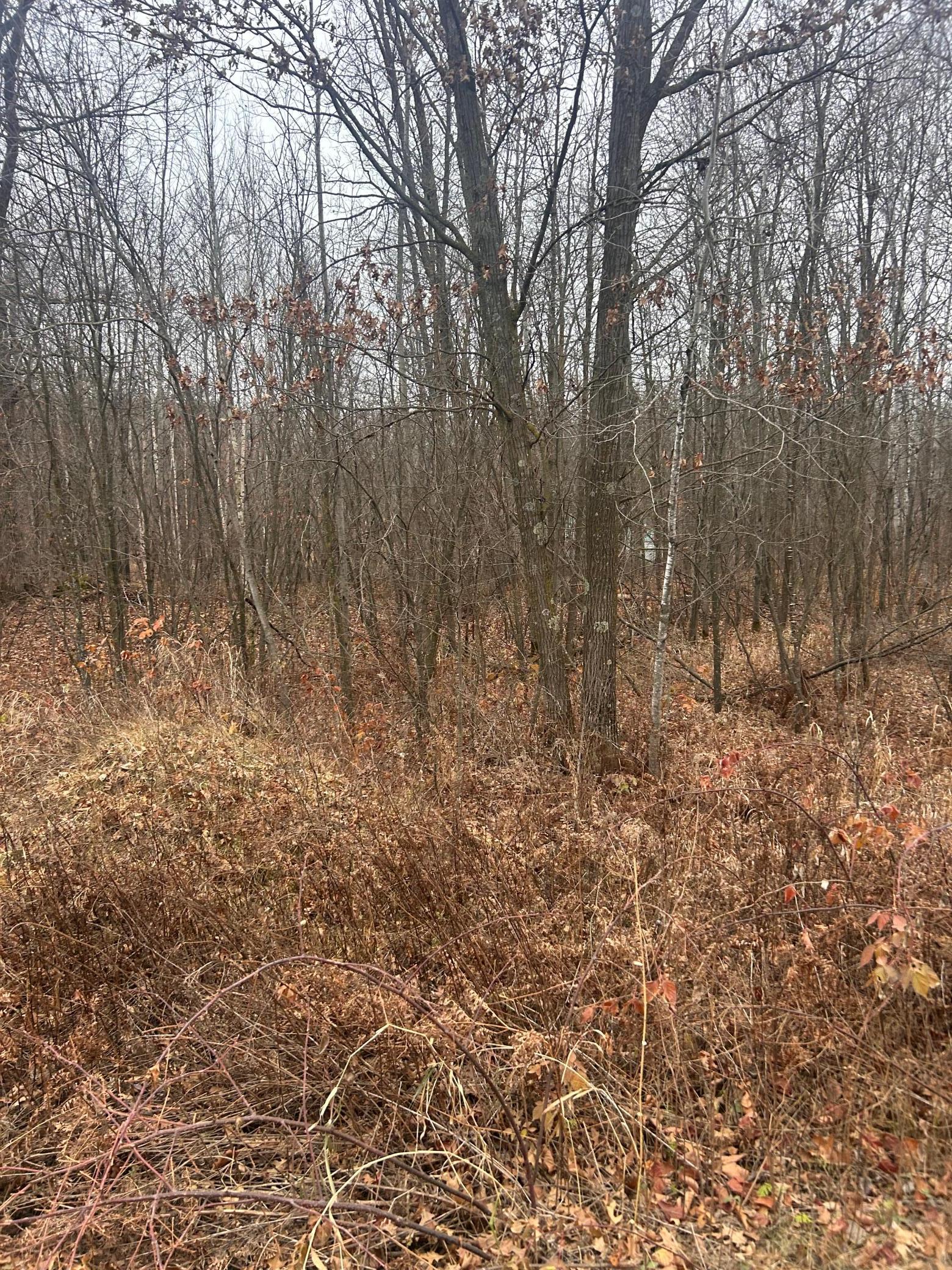 Tbd Lake Camile Randall MN 56475