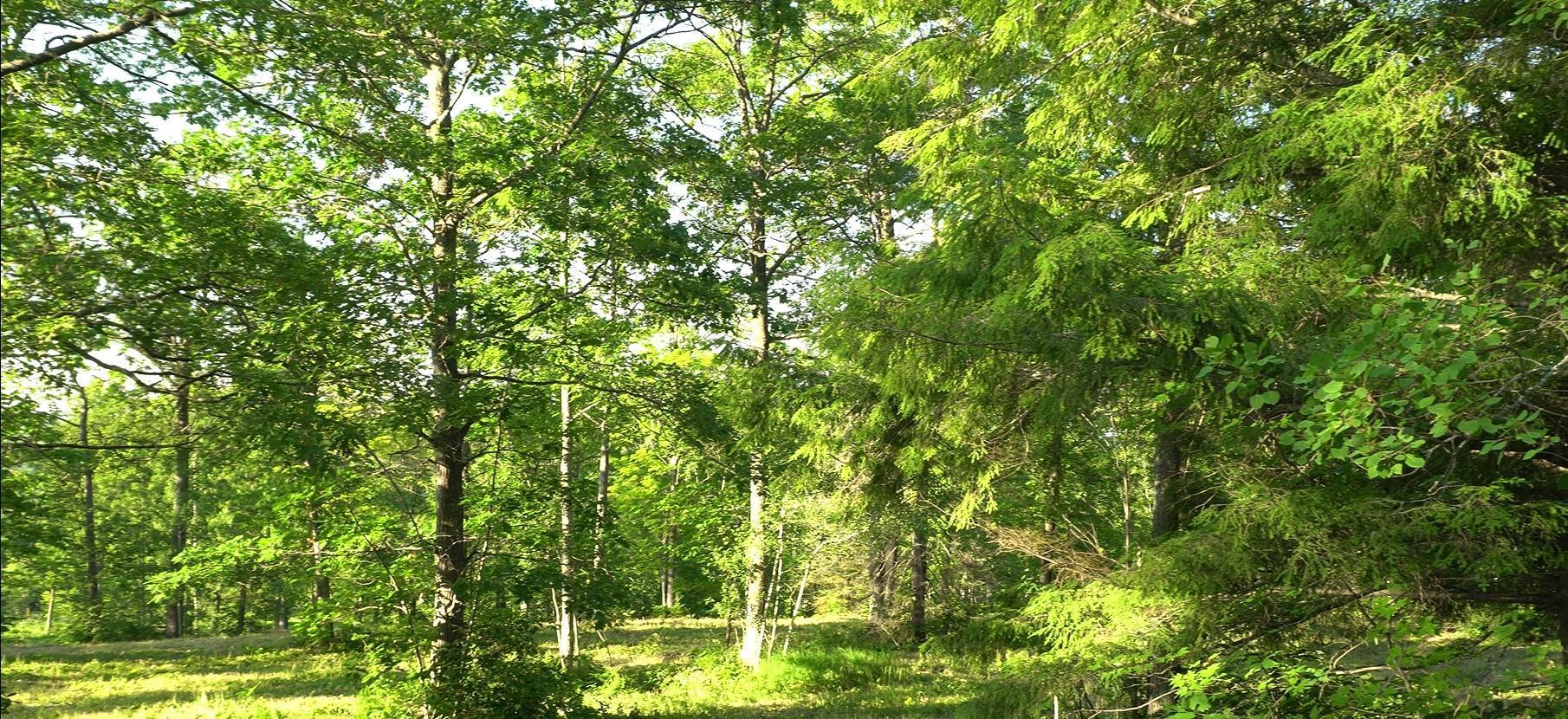 83XXX - Lot 6 Ashwabay Heights Road Bayfield WI 54814