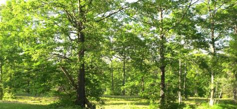 83XXX - Lot 6 Ashwabay Heights Road Bayfield WI 54814