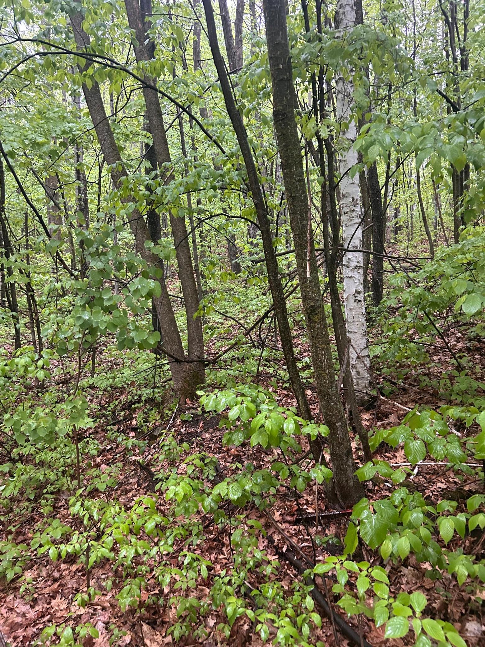 Tbd Flintstone Cushing Twp MN 56443