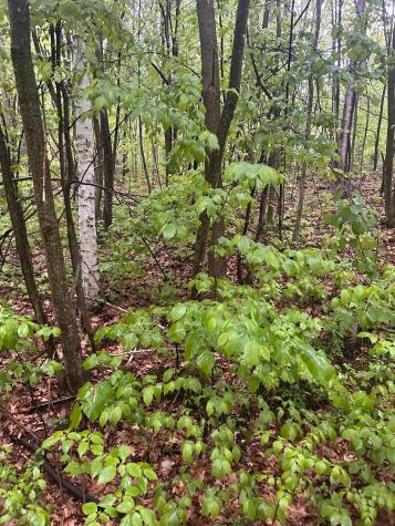 Tbd Flintstone Cushing Twp MN 56443