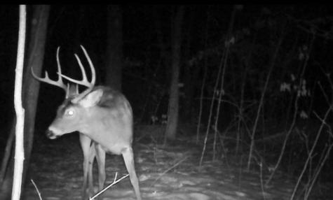 Tbd Bear Road Cushing MN 56443