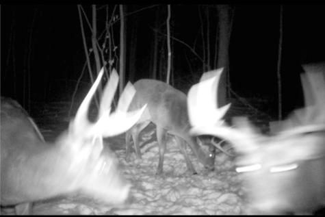 Tbd Bear Road Cushing MN 56443