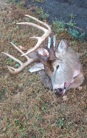 Tbd Bear Road Cushing MN 56443