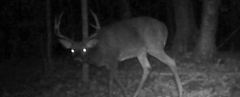 Tbd Bear Road Cushing MN 56443