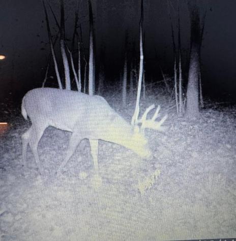Tbd Bear Road Cushing MN 56443