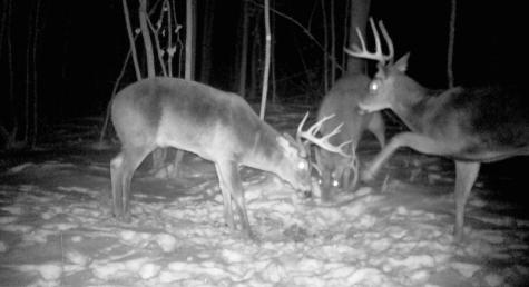 Tbd Bear Road Cushing MN 56443