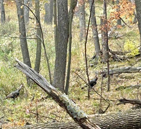 Tbd E Lake Lizzie Road Pelican Rapids MN 56572