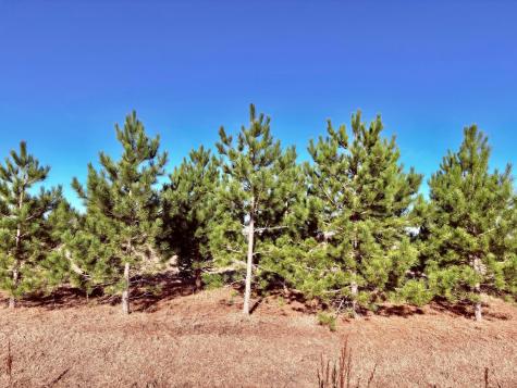 Lot 1 Badger Rd NW Baudette MN 56623