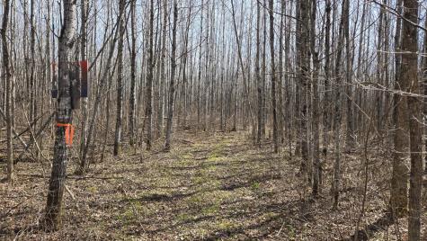 Tbd 43 Lummi Road Orr MN 55771