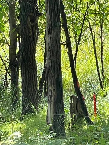 Tbd Wedgewood Road NW Walker MN 56484