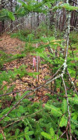 Tbd Timber Wolf Trail SW Pine River MN 56435
