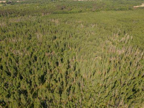 Tbd N Plantangenet Road SE Bemidji MN 56601