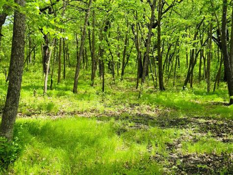 Lot 4 Canterbury Sands Trail Battle Lake MN 56515