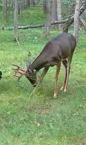 Tbd Deacons Way Pequot Lakes MN 56472