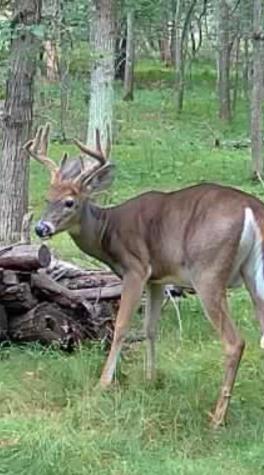Tbd Deacons Way Pequot Lakes MN 56472