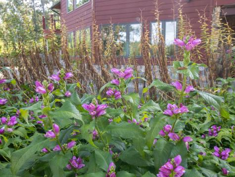 35423 County Highway 46 Park Rapids MN 56470