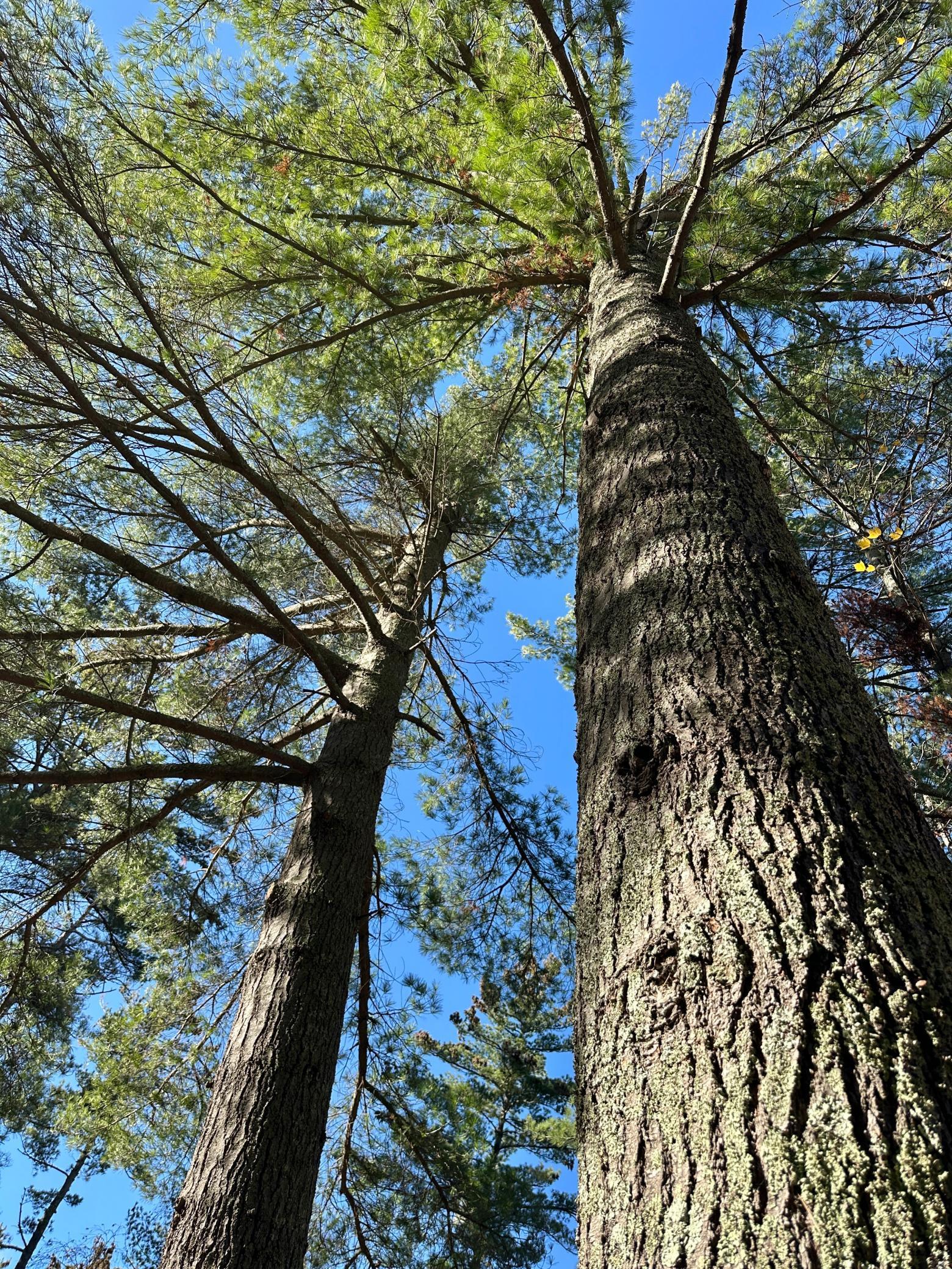 5904 Lake May Drive NW Akeley MN 56433