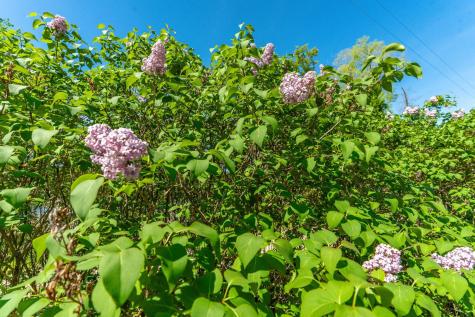 22636 Coney Island Trail Clitherall MN 56524