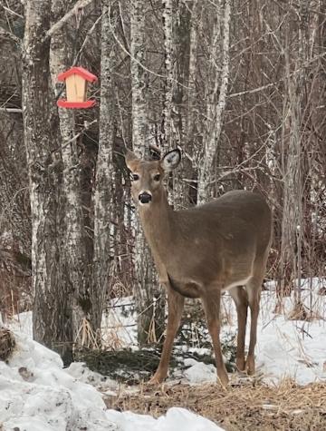 265 Mink Ranch Road Lutsen MN 55615