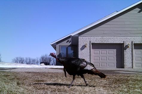 19800 Stephan Drive Minnewaska Twp MN 56381