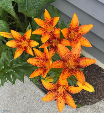 12615 S Abbey Lake Lane Detroit Lakes MN 56501