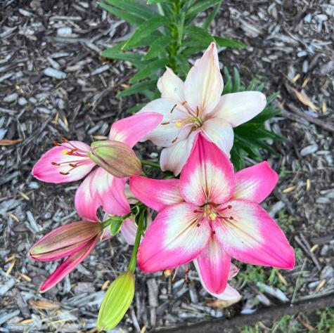 12615 S Abbey Lake Lane Detroit Lakes MN 56501