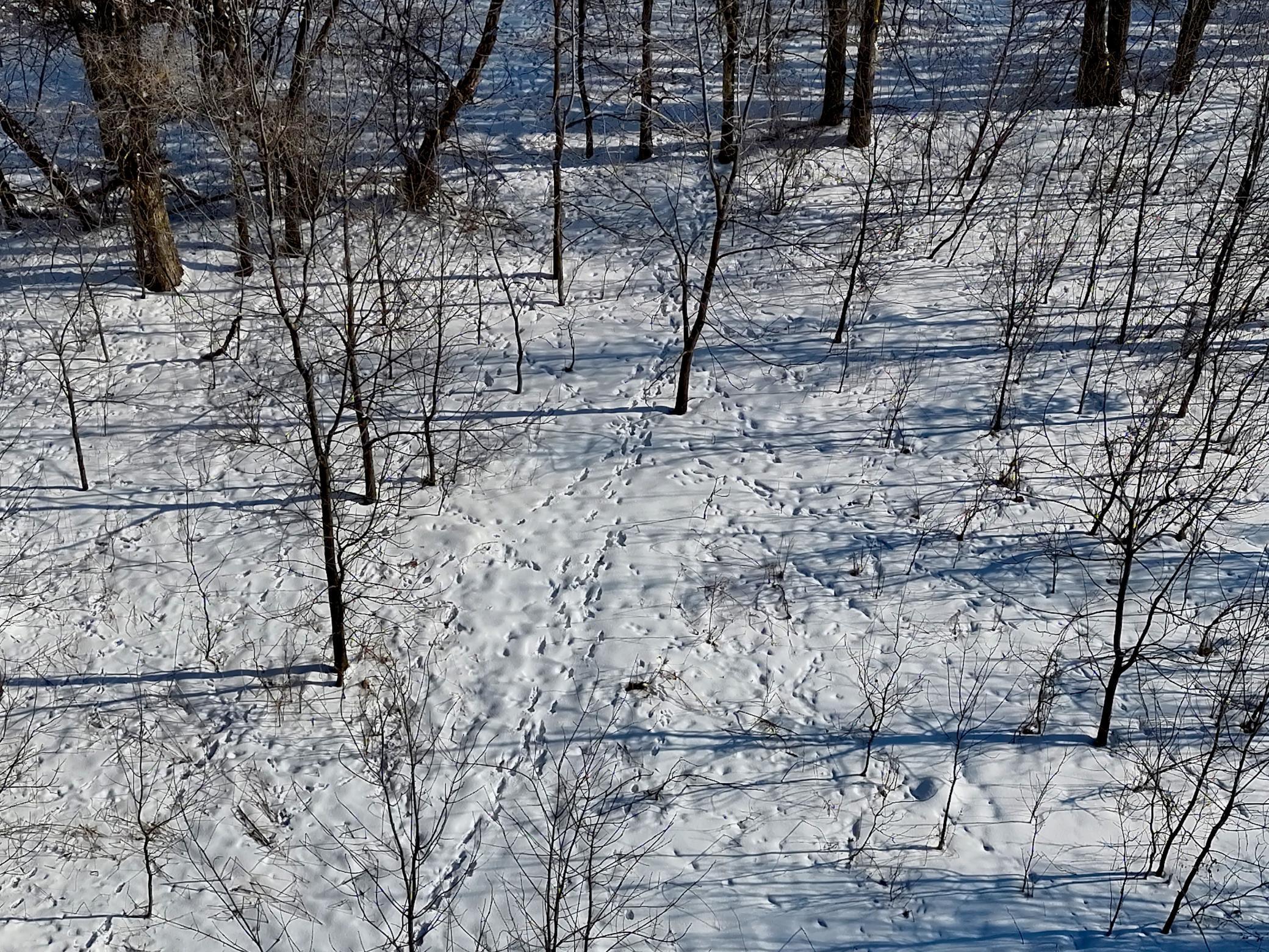 87387 245th Street Albert Lea MN 56007