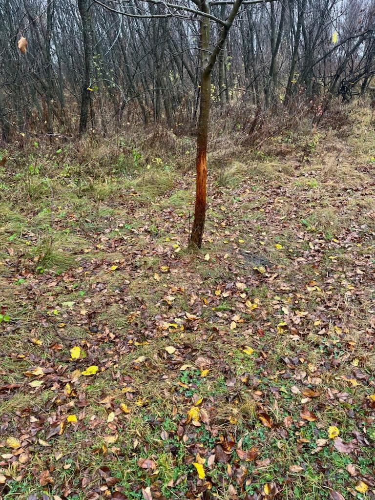 87387 245th Street Albert Lea MN 56007