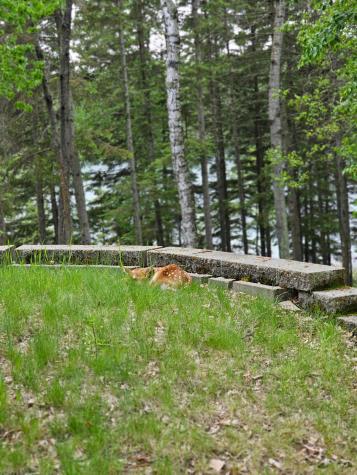 35365 E Boot Lake Road Park Rapids MN 56470