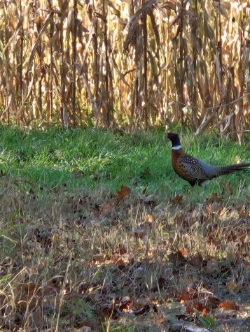 30205 190th Lane Isle MN 56342