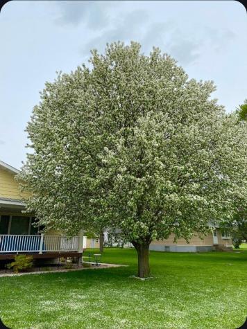 307 Brook Avenue N Porter MN 56280