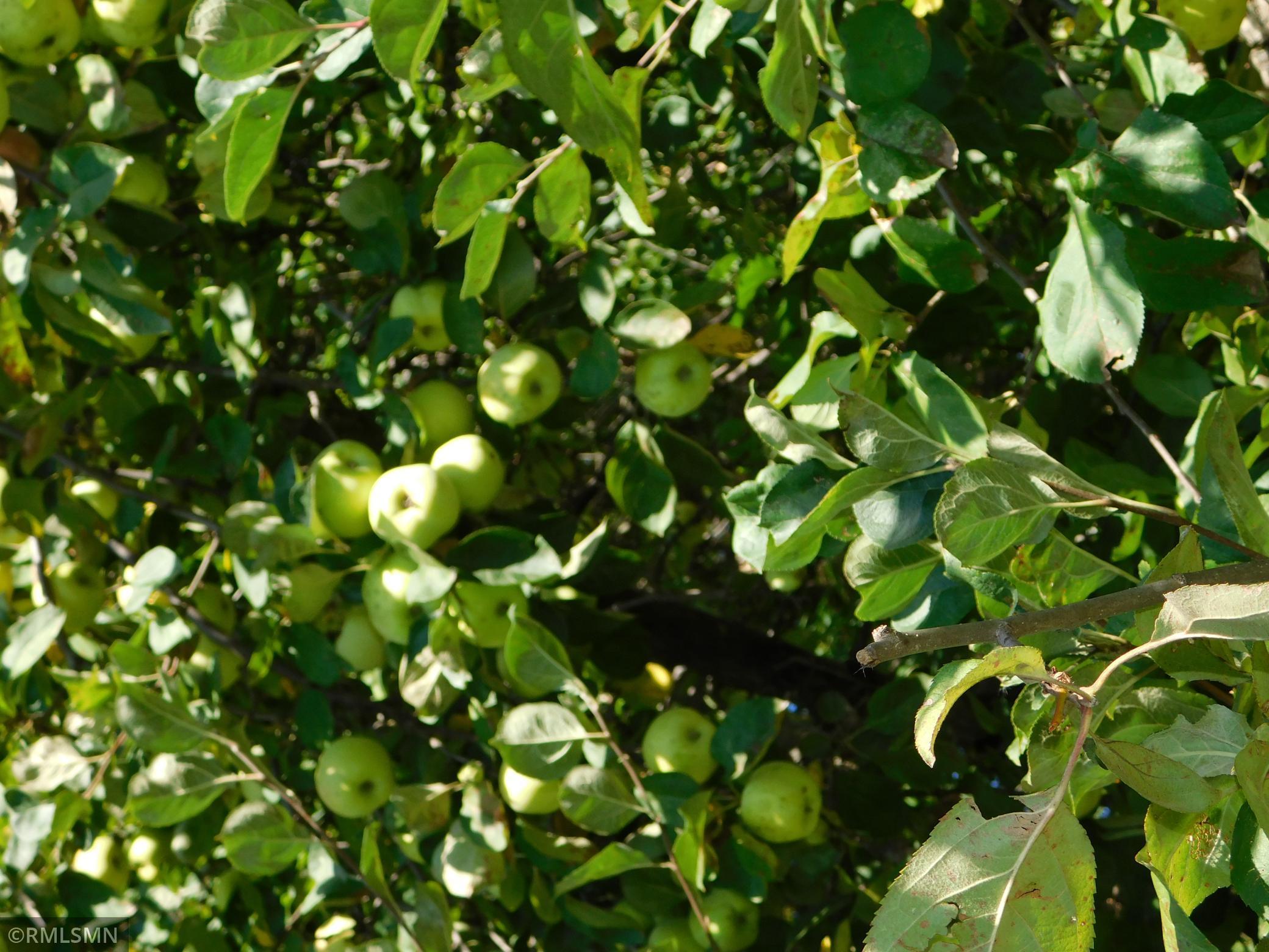 40559 321st Lane Aitkin MN 56431