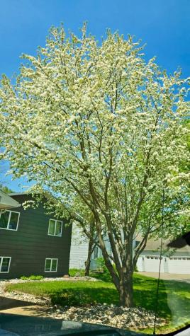 915 Hemlock Court Breckenridge MN 56520