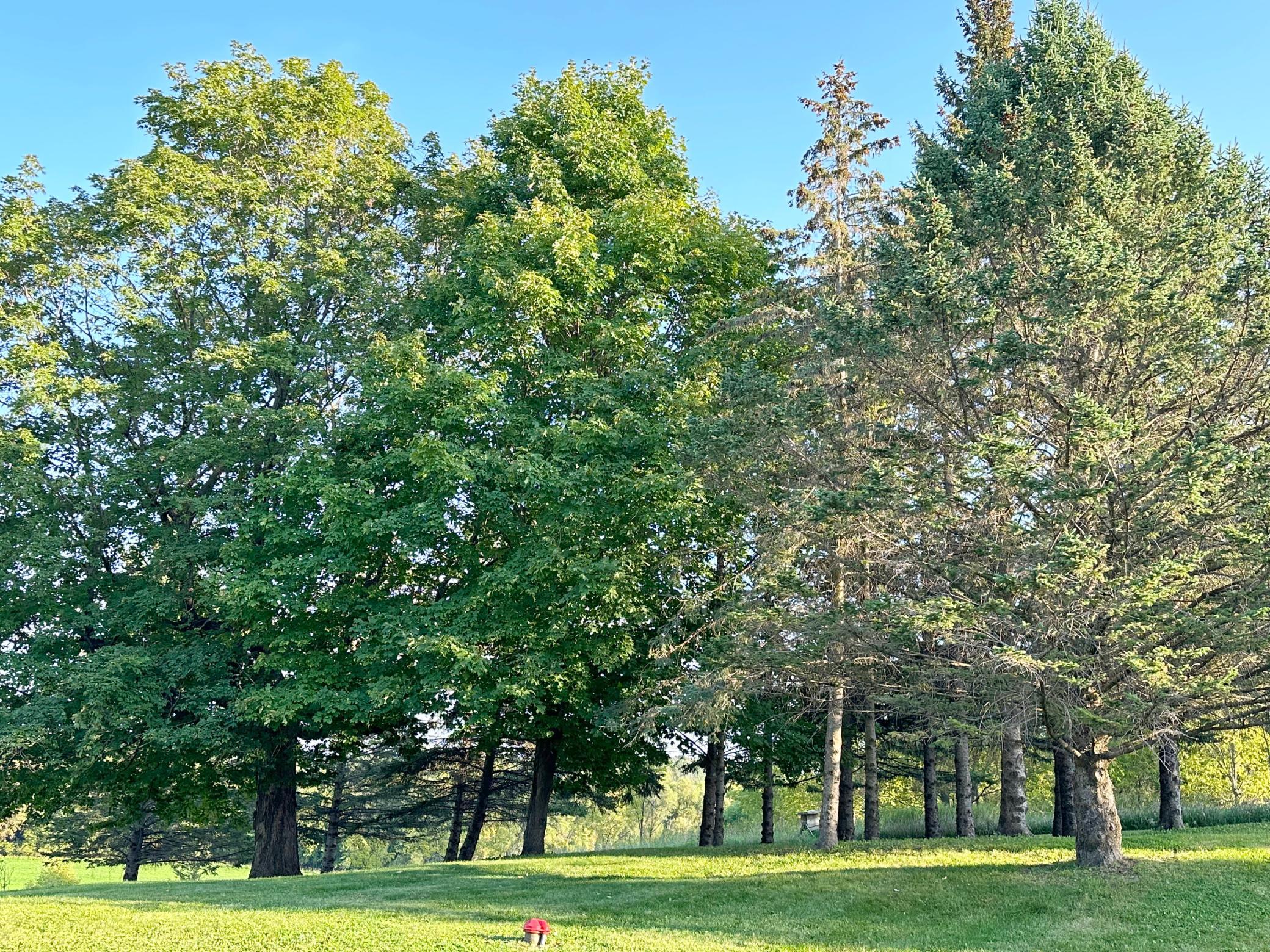 3665 Pleason Avenue NW Annandale MN 55302