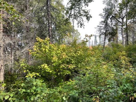 9519 Ccc Trail Isabella MN 55607