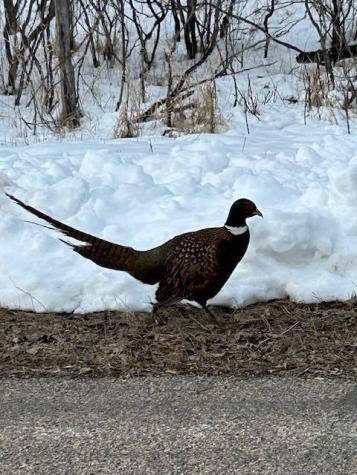 1199 Long Beach Drive Detroit Lakes MN 56501