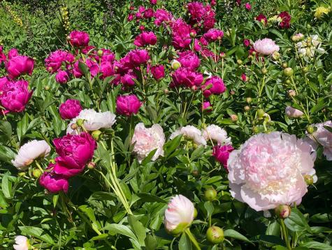 708 Saint Olaf Avenue Northfield MN 55057