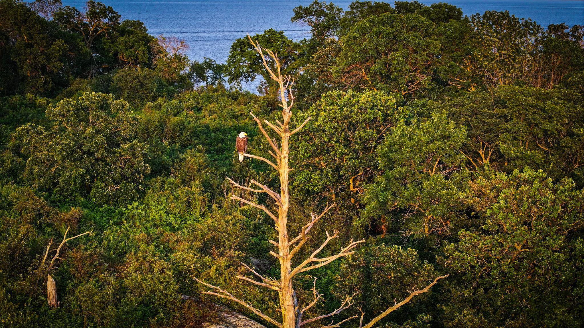 1 Birch Island Angle Twp MN 56711