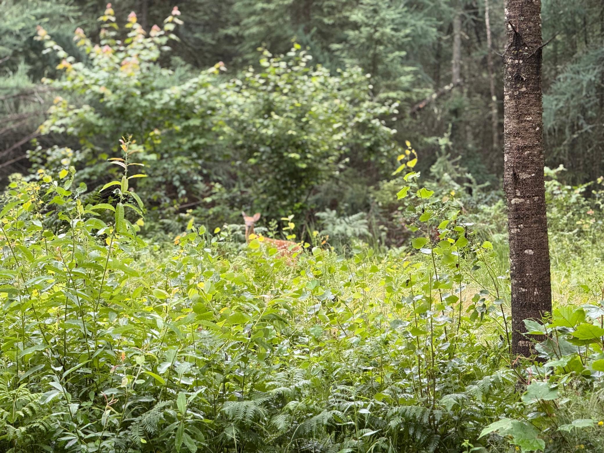 2594 County Road 8 Barnum Twp MN 55707