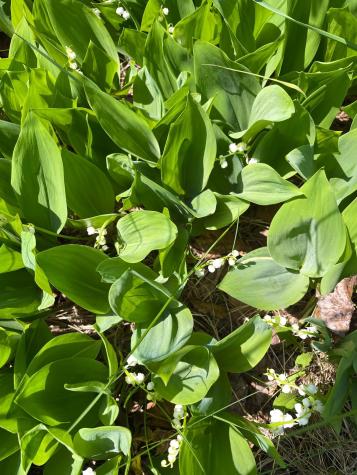 6095 Highway 1 Silver Bay MN 55614