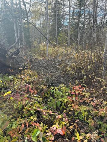 7064 Cramer Road Finland MN 55603